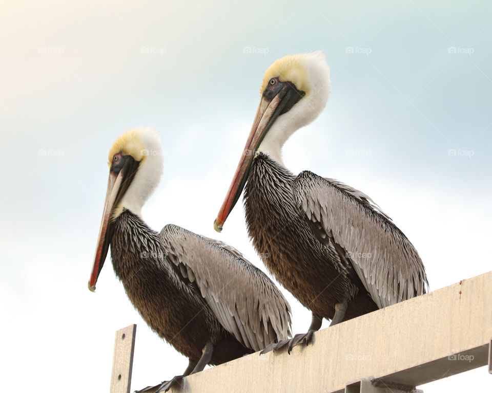 Two Pelicans on the dock