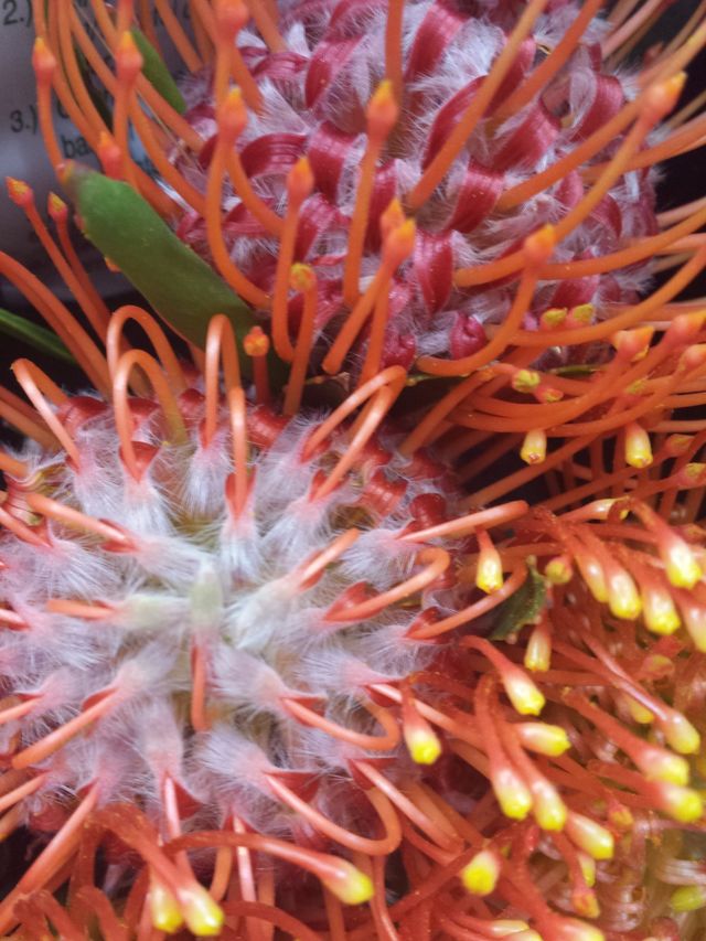 Neon Flowers