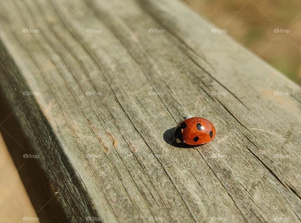 Ladybug - Marienkäfer