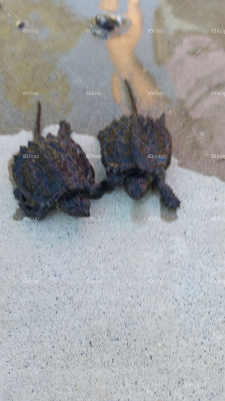 Baby snapping turtles