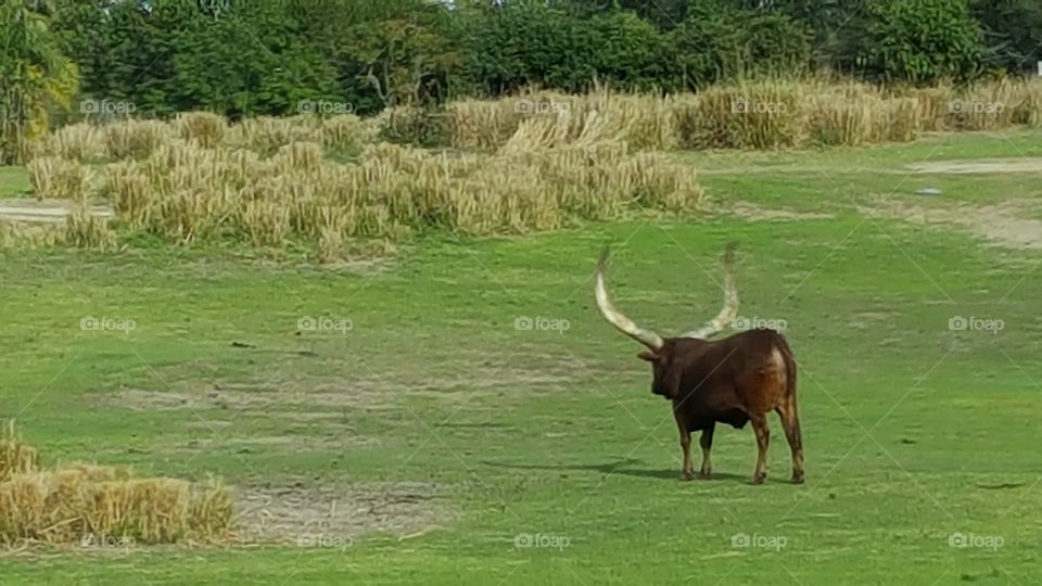 Anclote Cattle roam the plains at Animal Kingdom at the Walt Disney World Resort in Orlando, Florida.