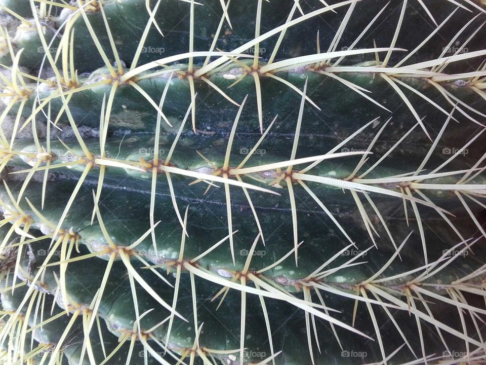 Cactus