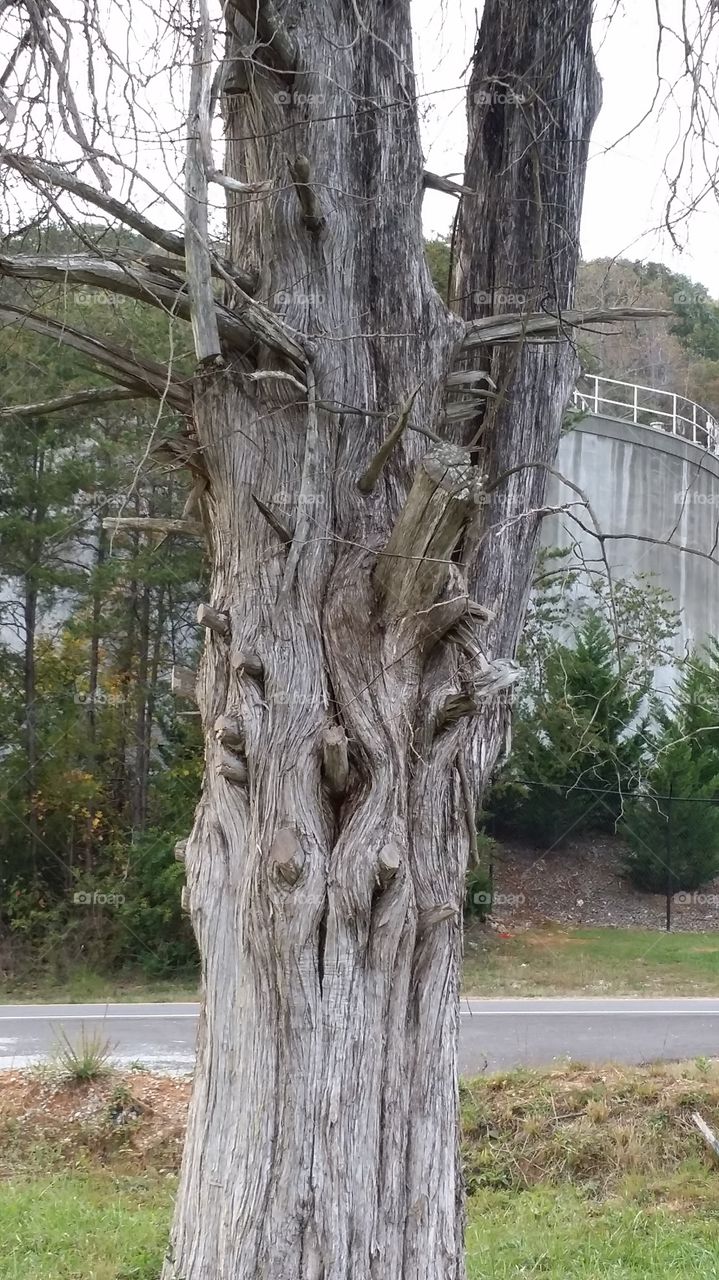 twisted tree. found at the dam