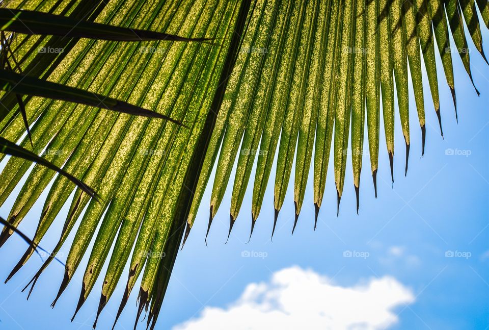 Palm frond and blue skies