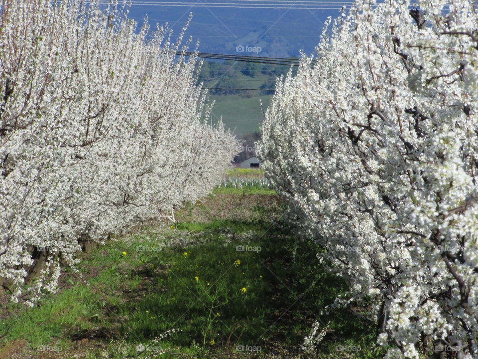 orchard blossoms