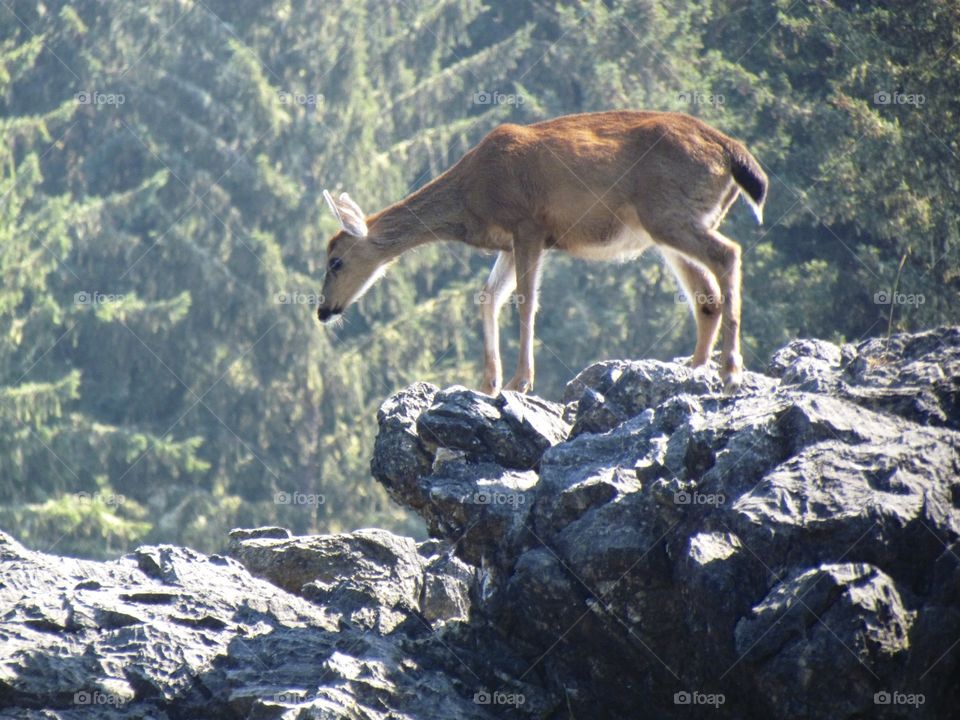 Precarious Deer
