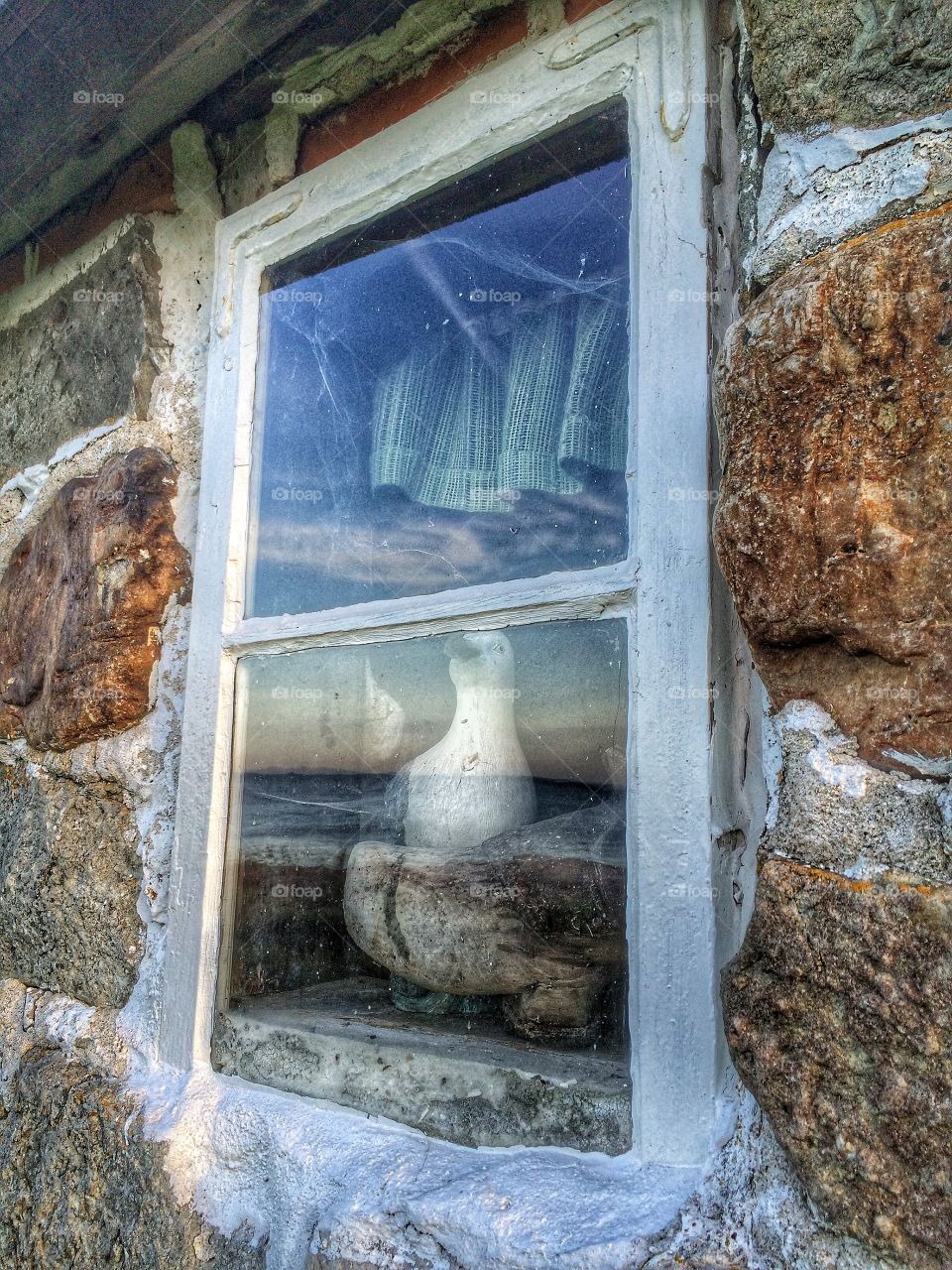 Seagull in a window