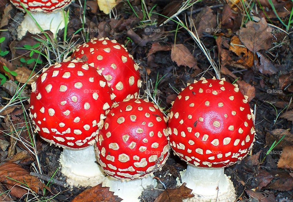 Cluster of fly agaric mushrooms