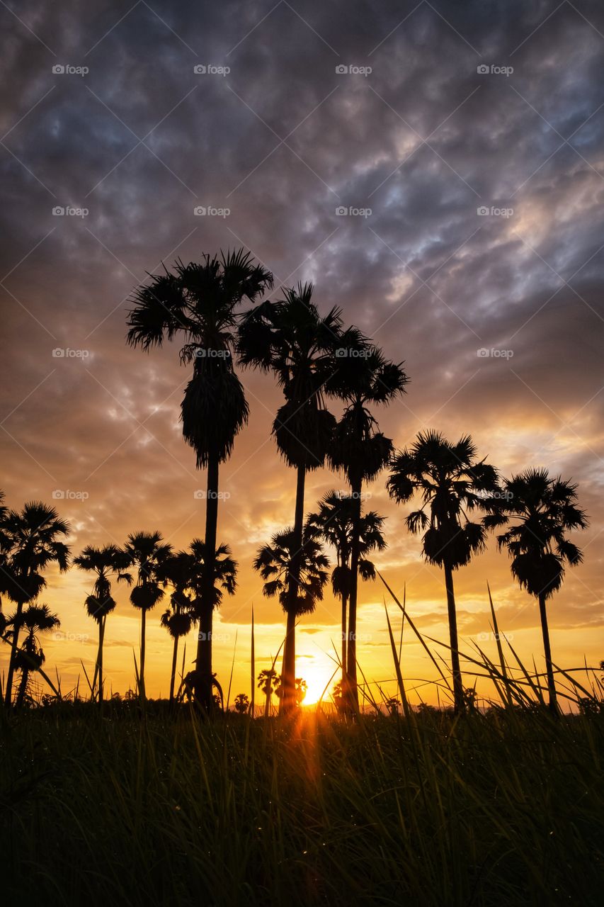 Silhouette sugar palm in front of sunrise background