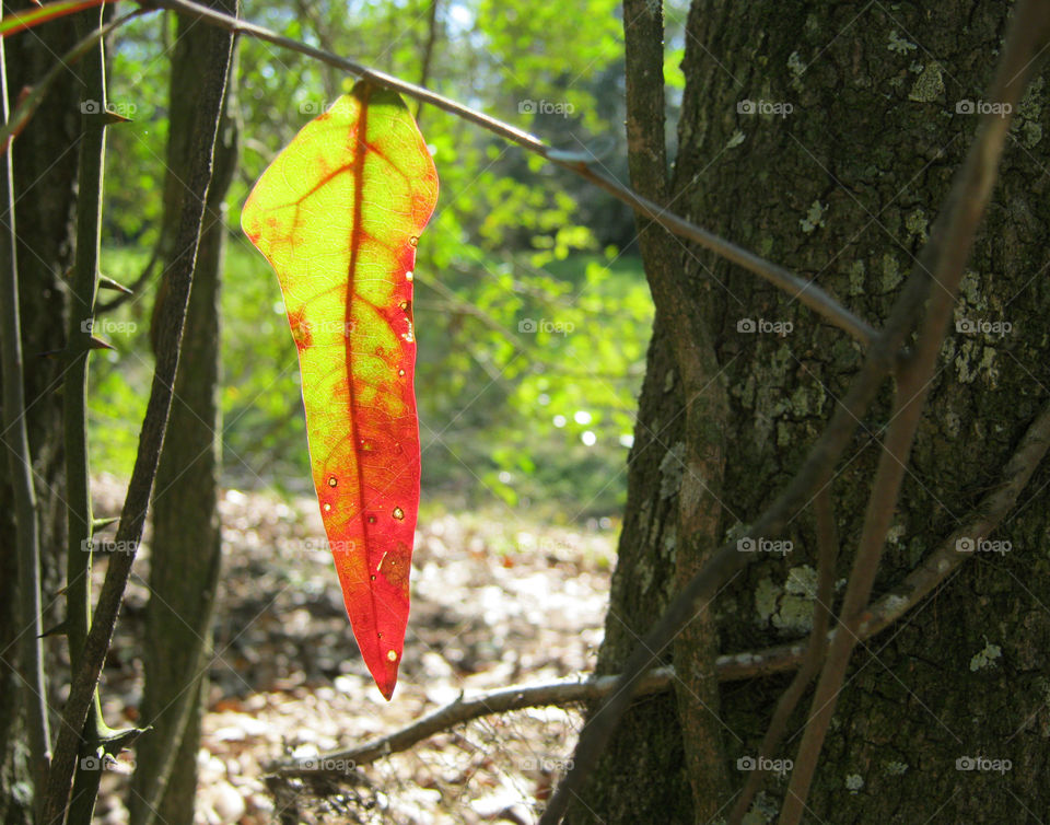 Red and green leaf in the bright sunlight.