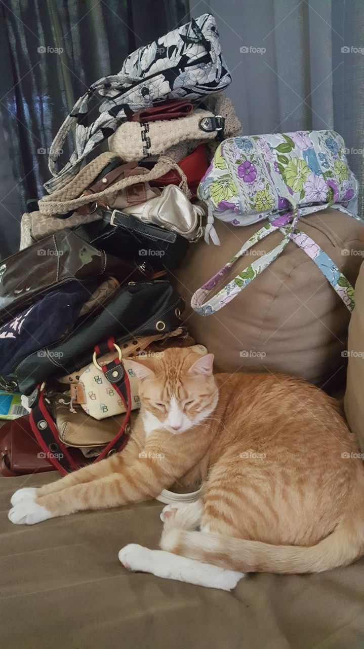cat and purses