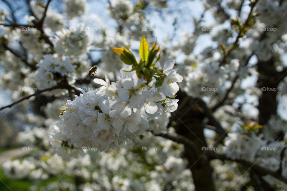 Bee on the apple blossom tree