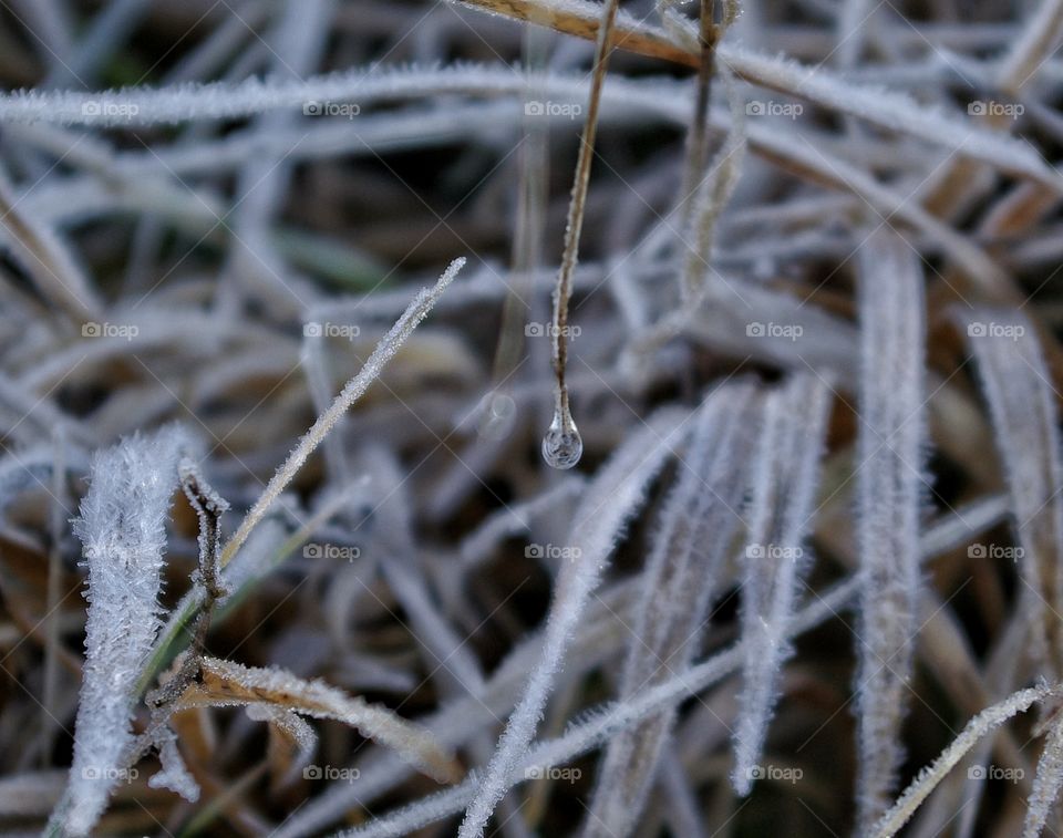 Water drop on frozen leaf