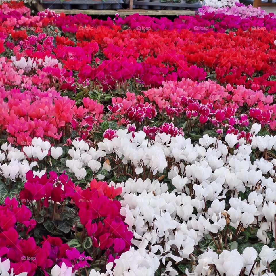 cyclan flowers spread. red white pink blooms