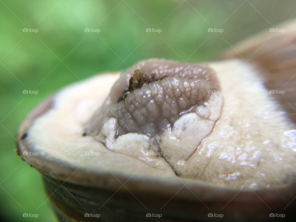 Snail upside down pulled in