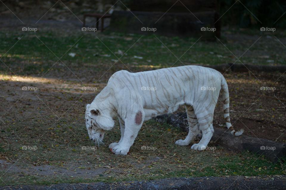 White Bengal Tiger eating 