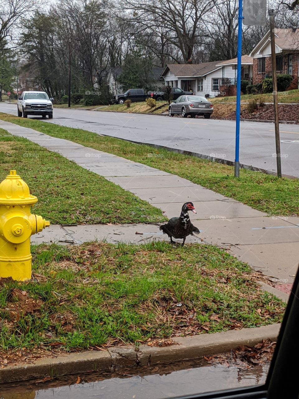 Urban duck