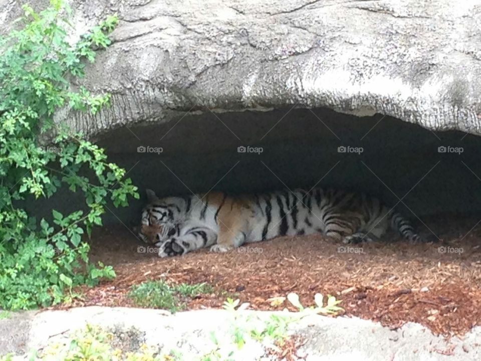 Tiger sleeping in cave
