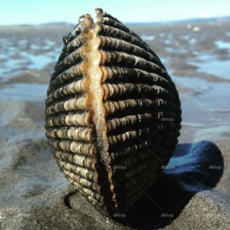 Clam at the beach . A clam on the beach