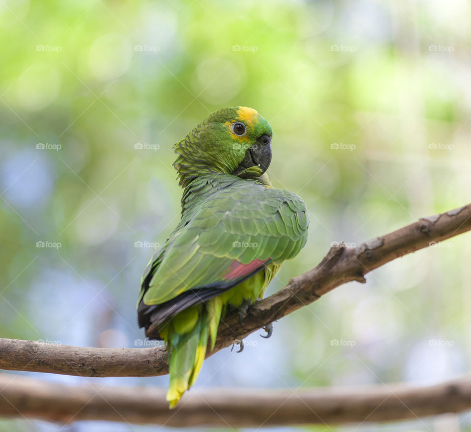 Cute green parrot in Foz do Iguacu in Brazil