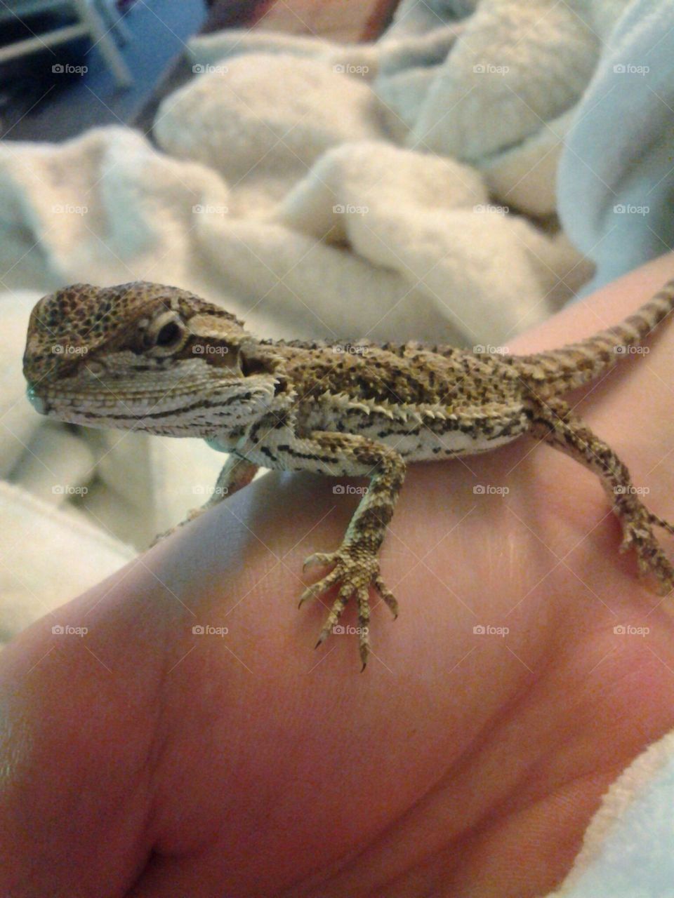 Smaug as a Baby. Smaug the Terrible, Chiefest and Greatest of Calamities, as a one month old bearded dragon