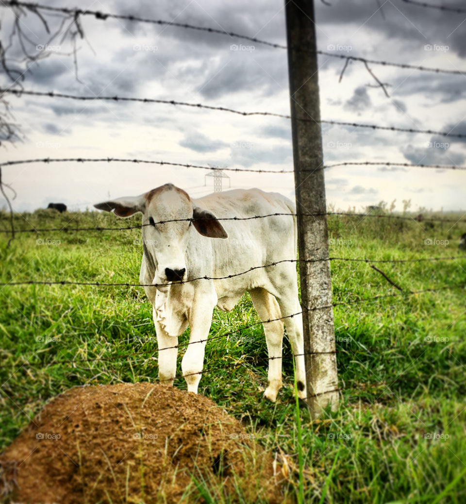 Um bezerro tranquilamente curtindo o entardecer. E com muito capim!

A calf quietly enjoying the sunset.  And with lots of grass!