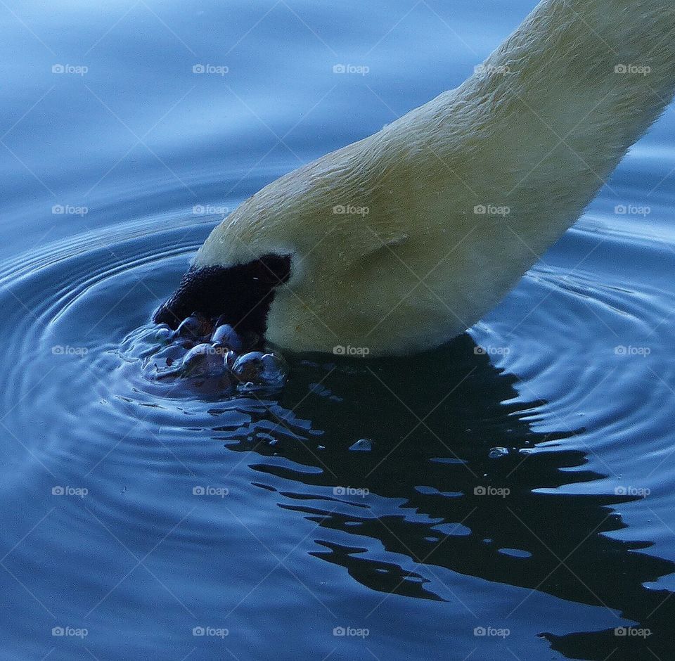 Swan blowing bubbles