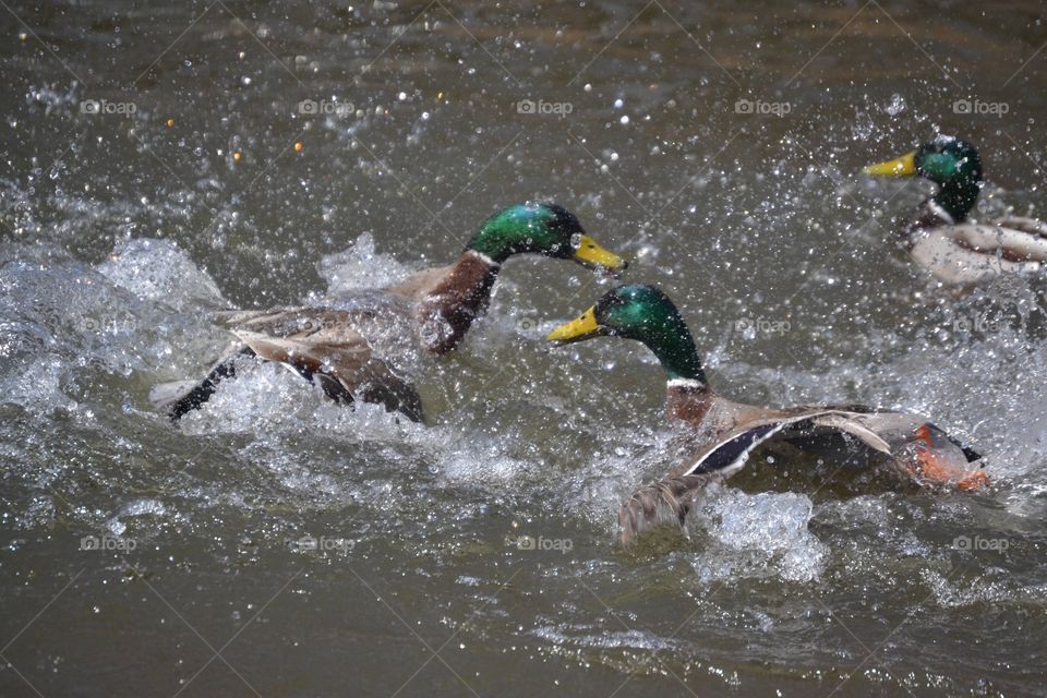 Two male ducks fighting