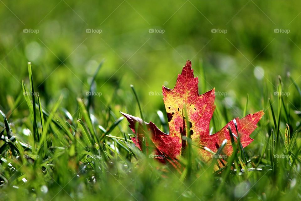 #Leaf vibrant