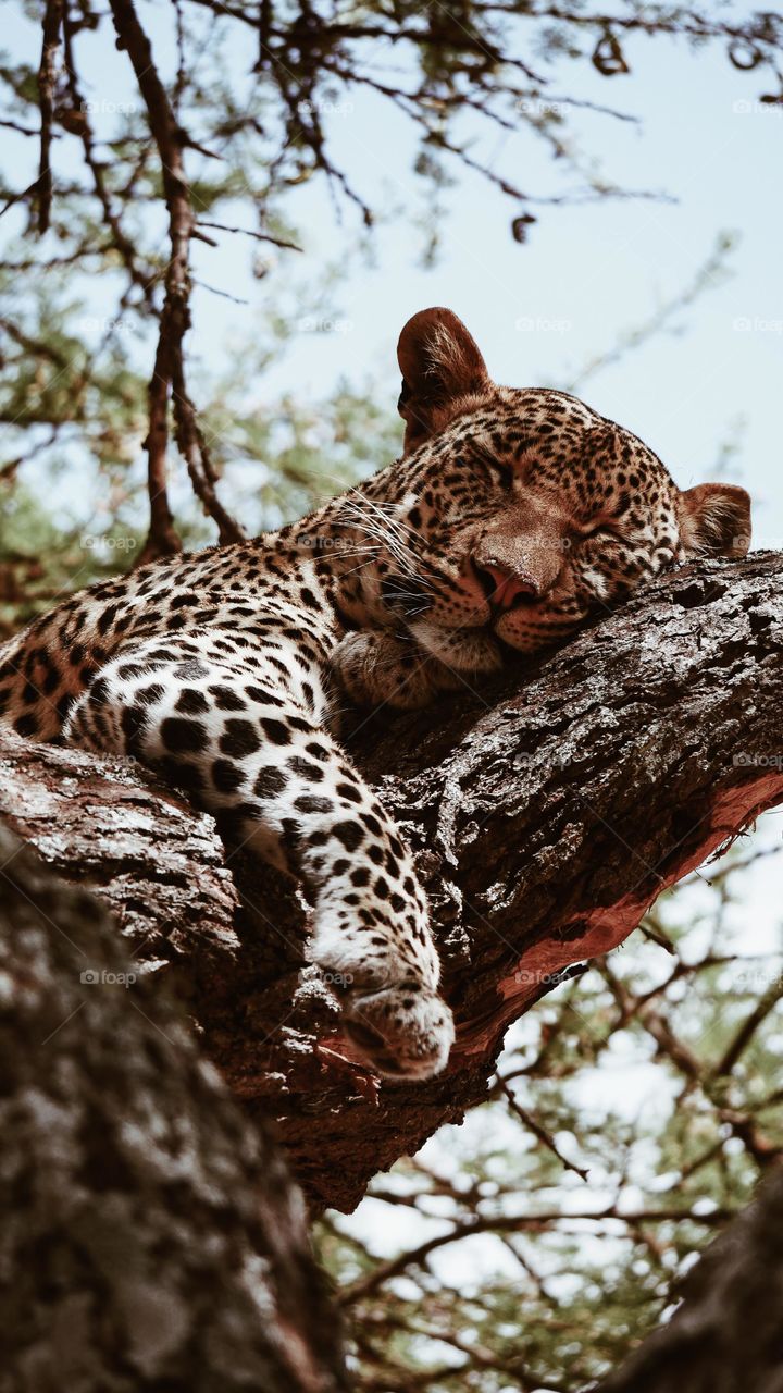 Sleeping Tiger 🔥