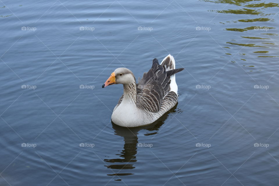 Duck in the pond