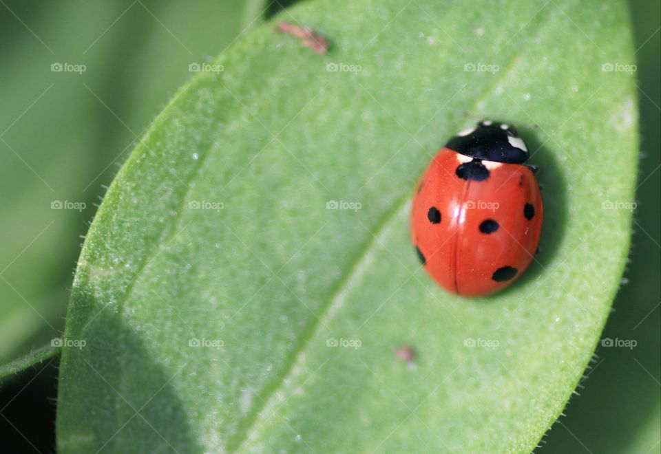 Ladybird on a leaf