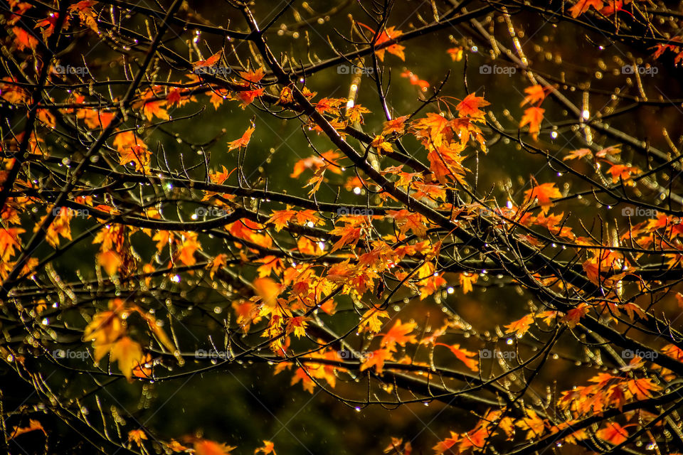 Autumn maple leaves in the rain
