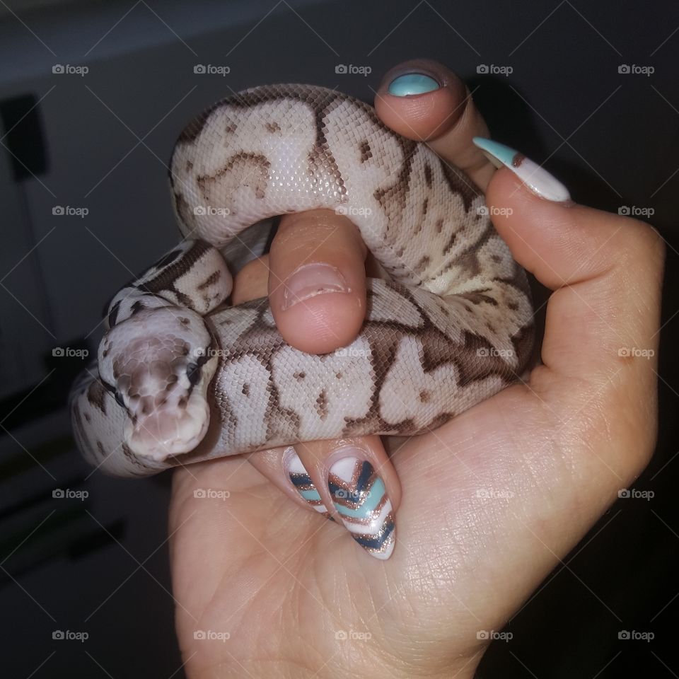 Female snake.
Python regius
Pewter bee
Little baby