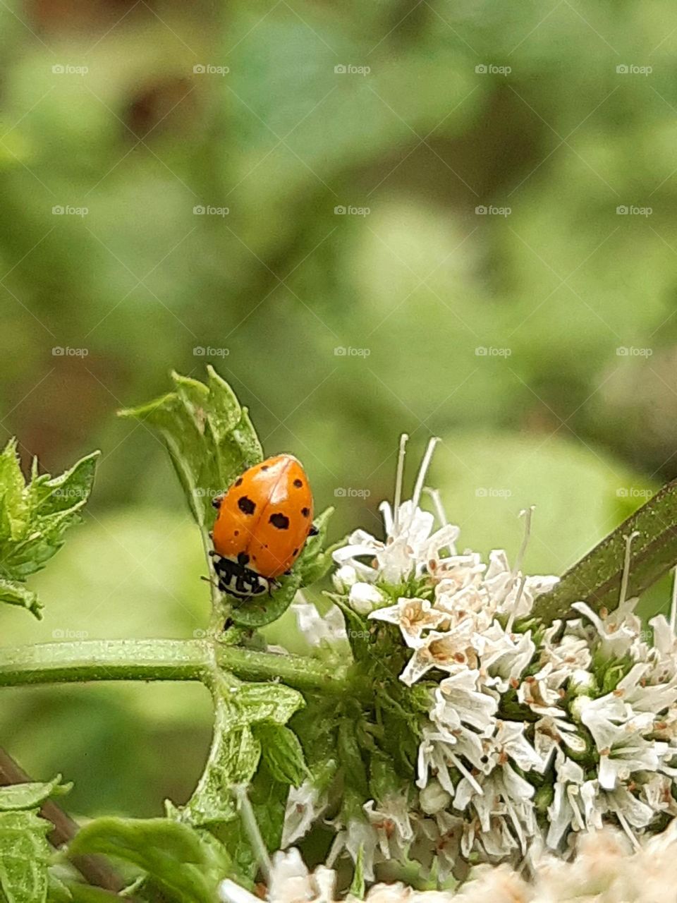 Ladybug is a cute and amazing insect.