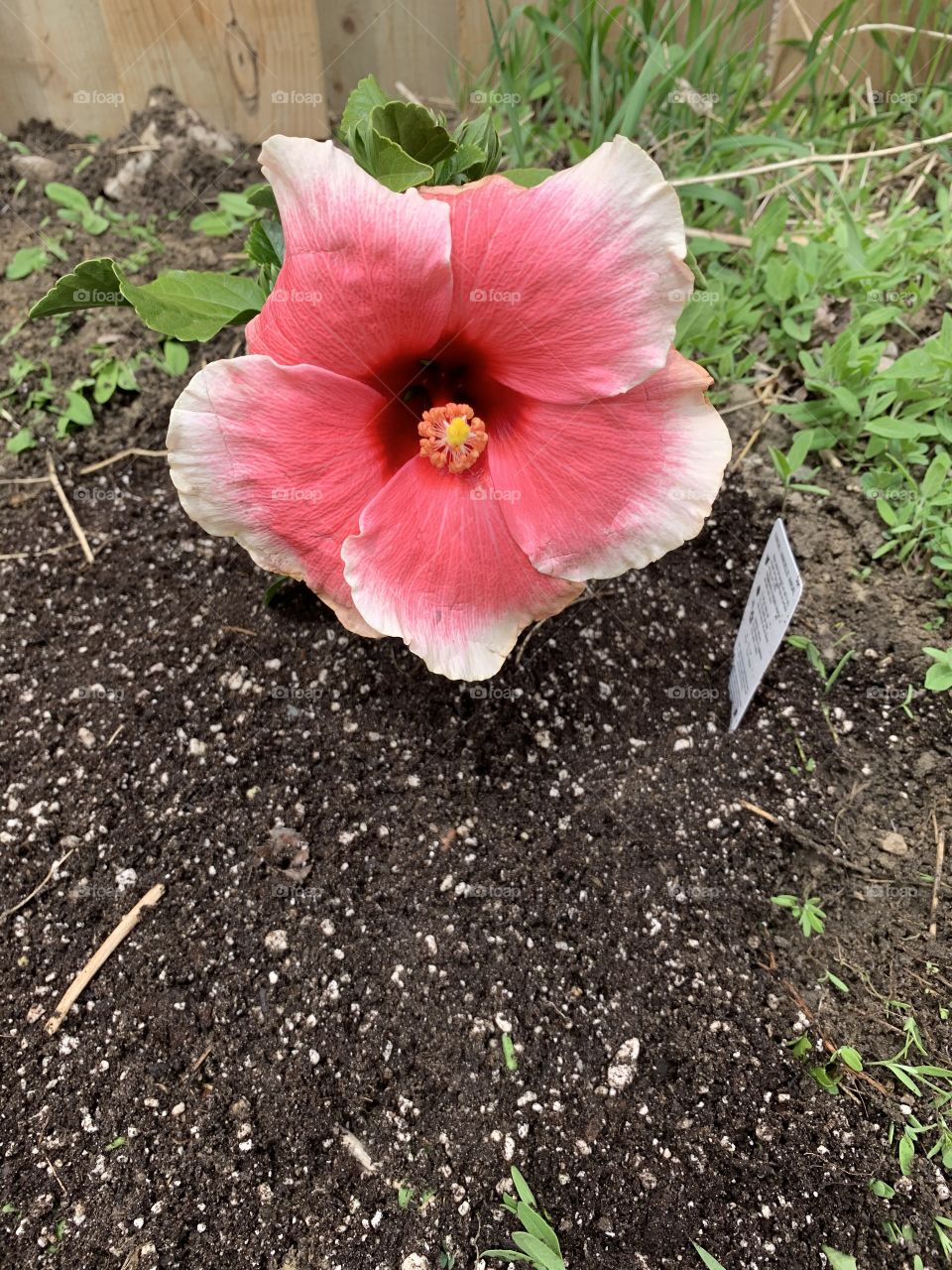Garden hibiscus 