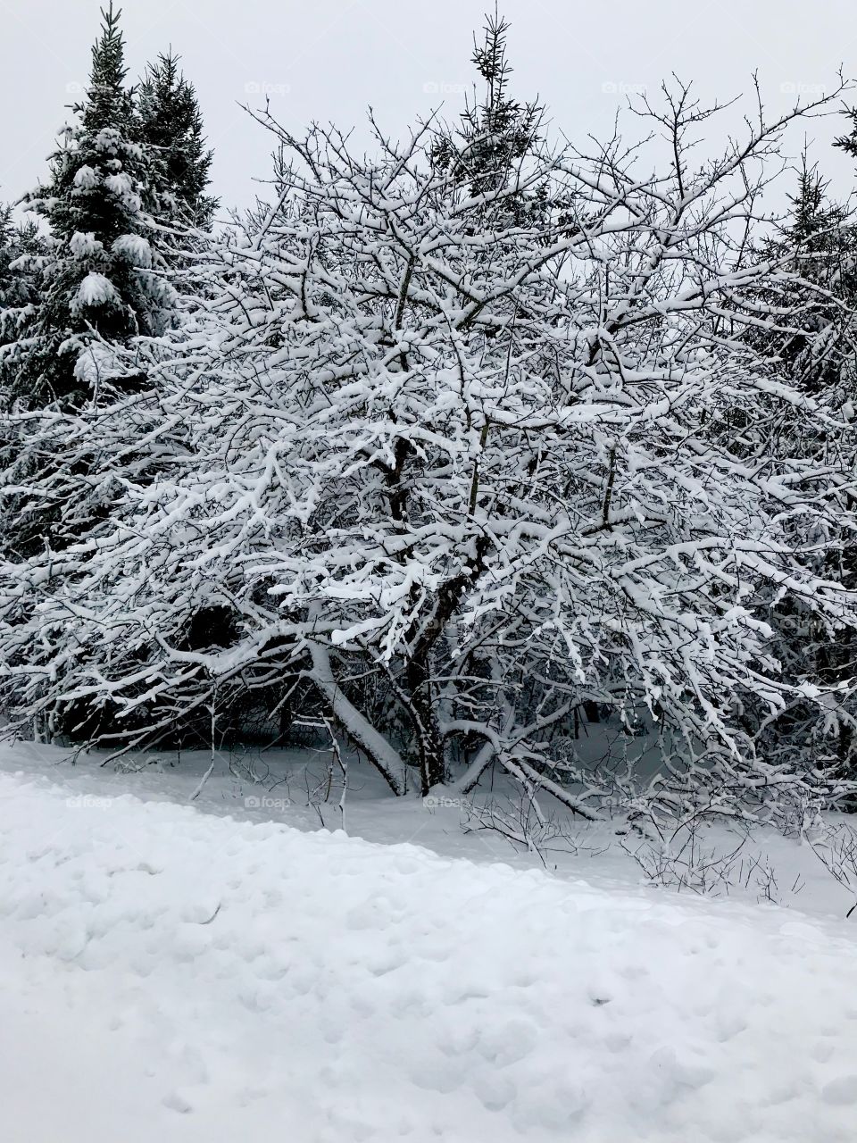 Snow covered apple tree