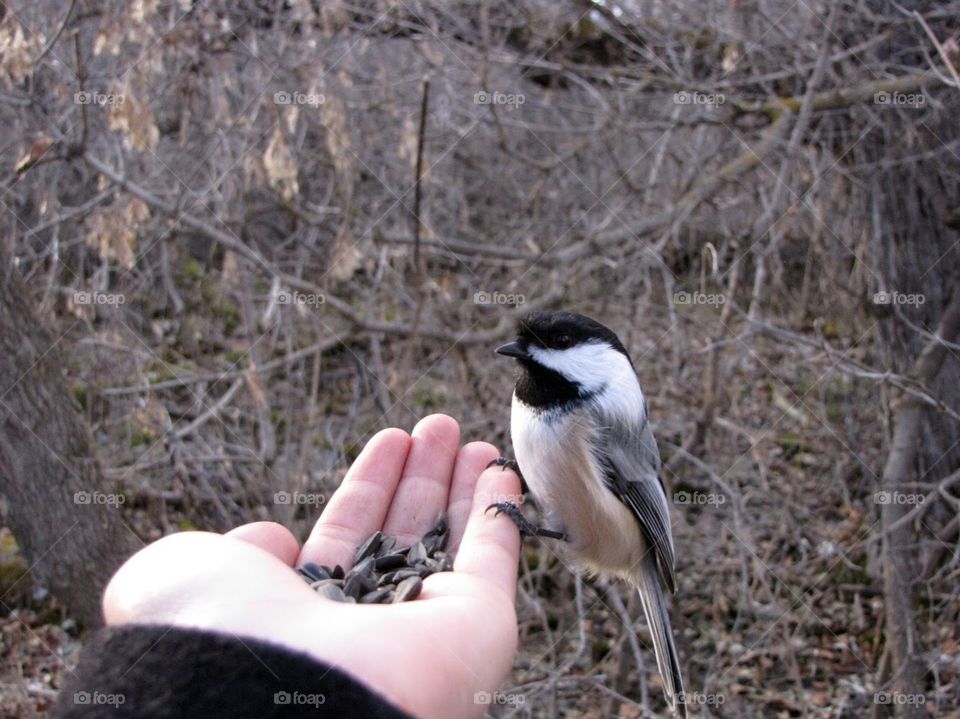 Nature, Bird, Winter, Wildlife, Outdoors