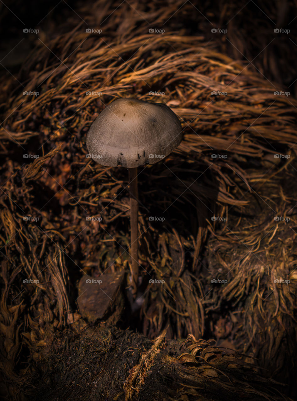 A Mysterious Mushroom