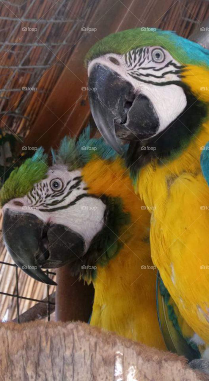 Parrot, Bird, Macaw, Zoo, Beak