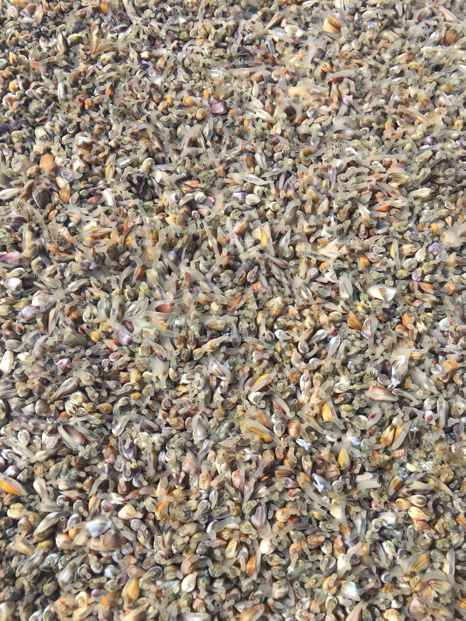 Hundreds of clams on the shore