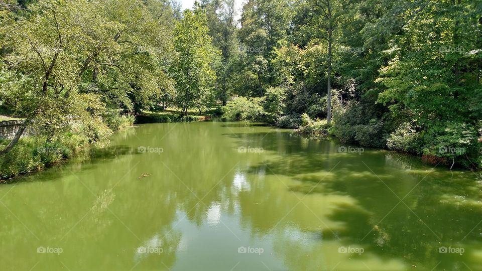 beautiful pond