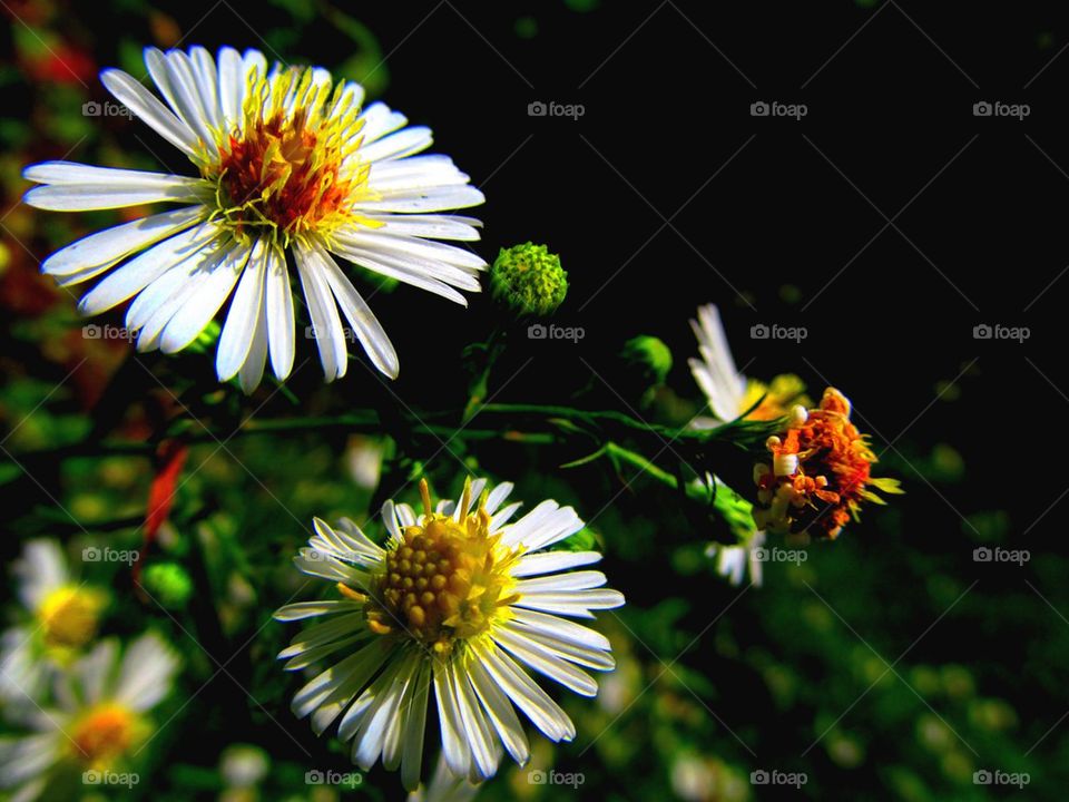 Macro of camomile in my backyard at summers end