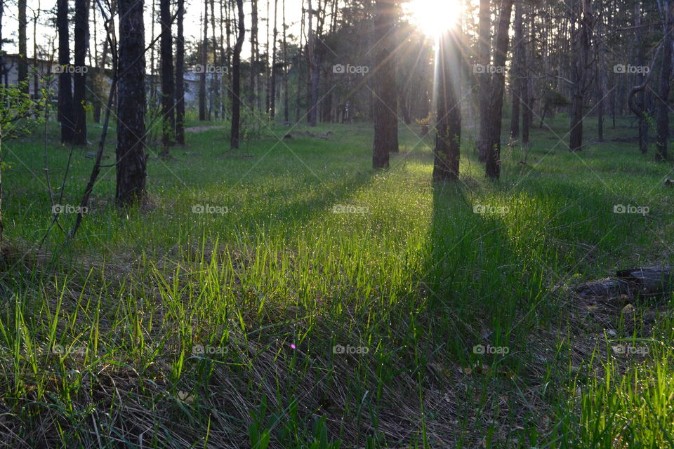 morning in the forest