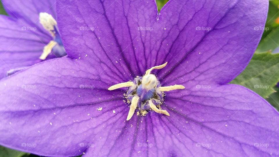 Flower detail