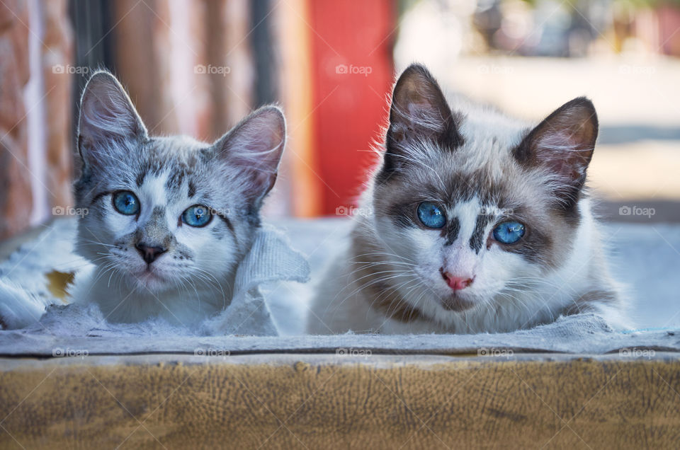 Cats coming out of an abandoned sofa