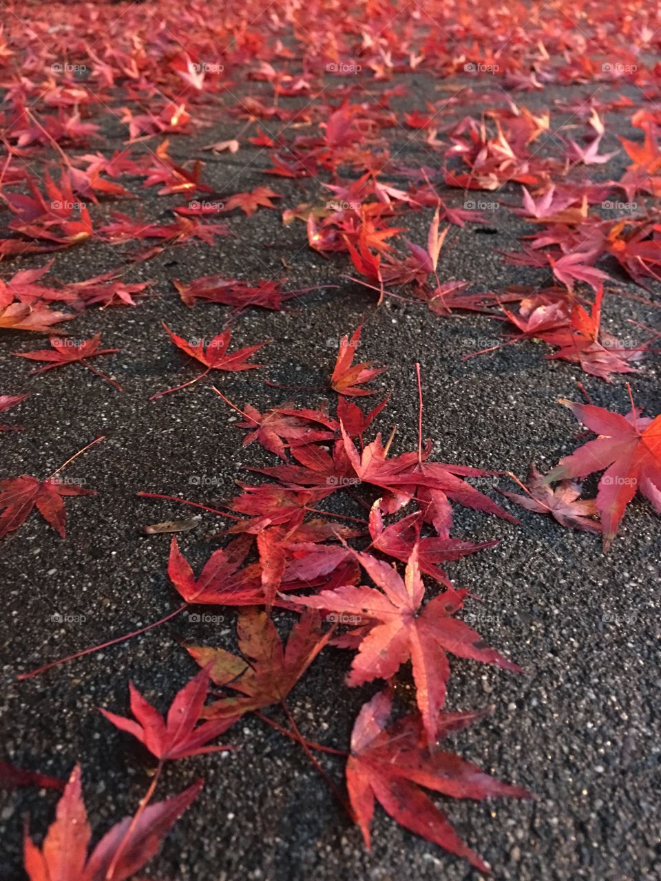 Red leaves