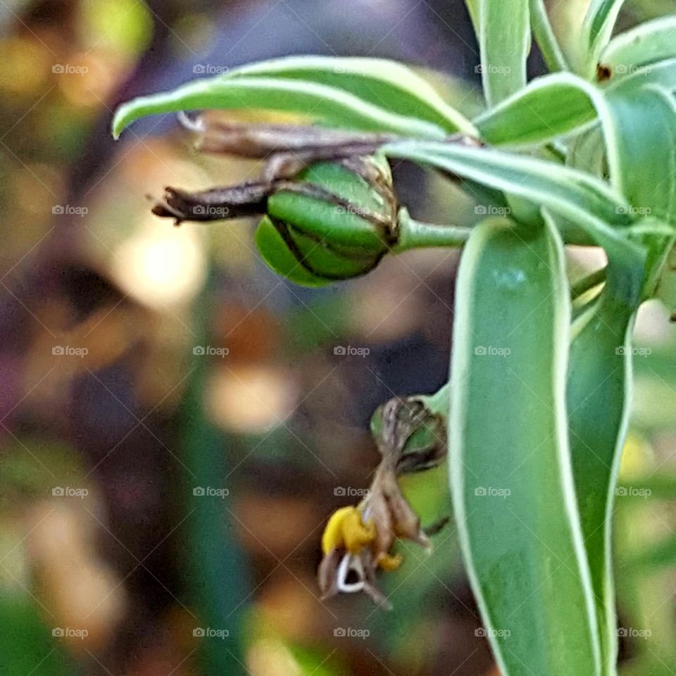 baby spider plant