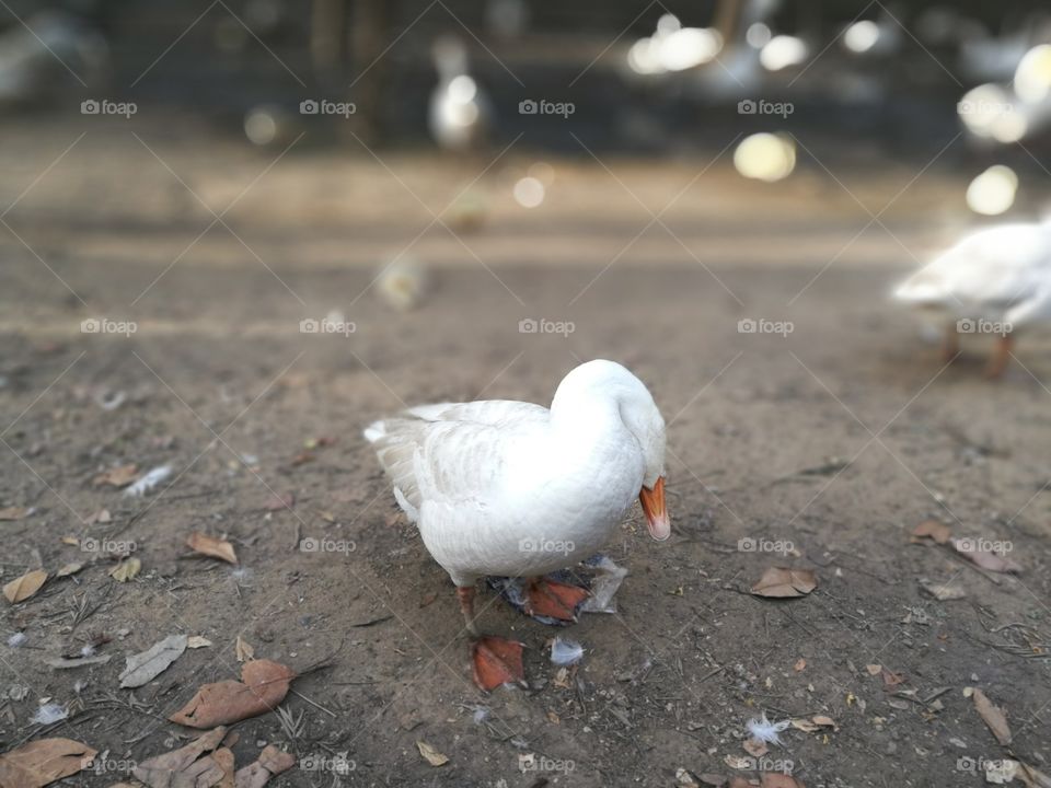 duck