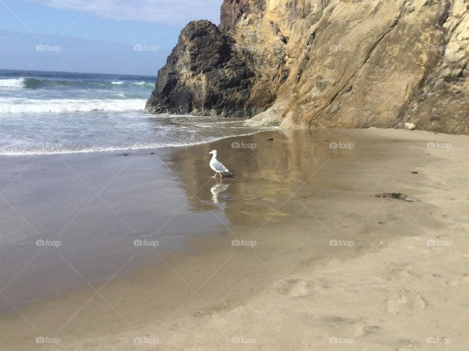 A Seagull on the Beach by a Rock Formation